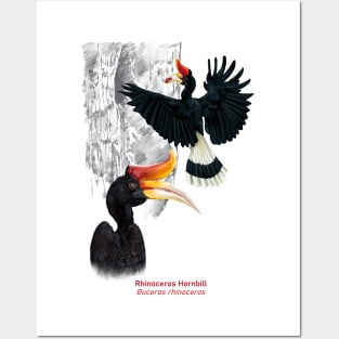 Rhinoceros Hornbill | Buceros rhinoceros ⚥ Posters and Art